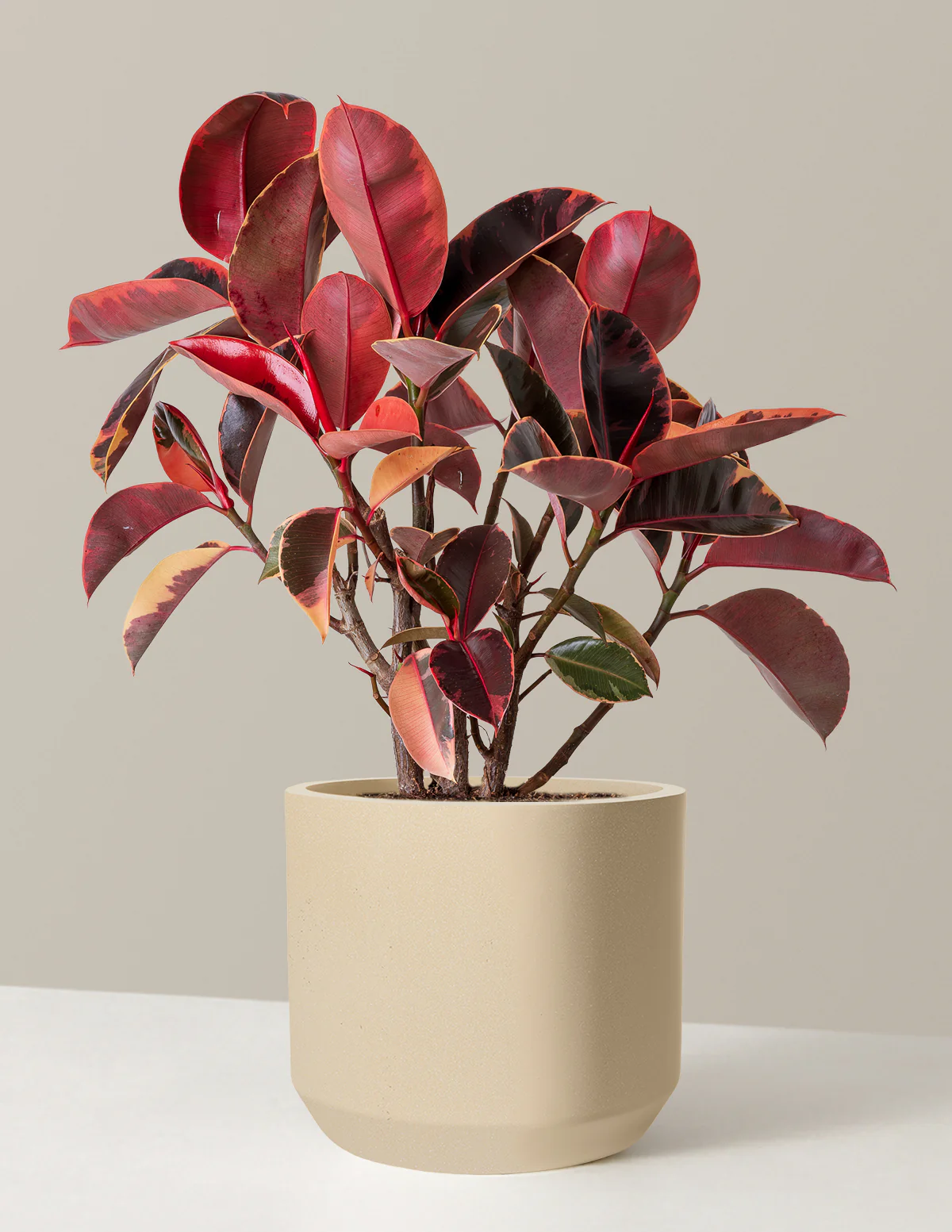 Ficus Ruby - Image 51
