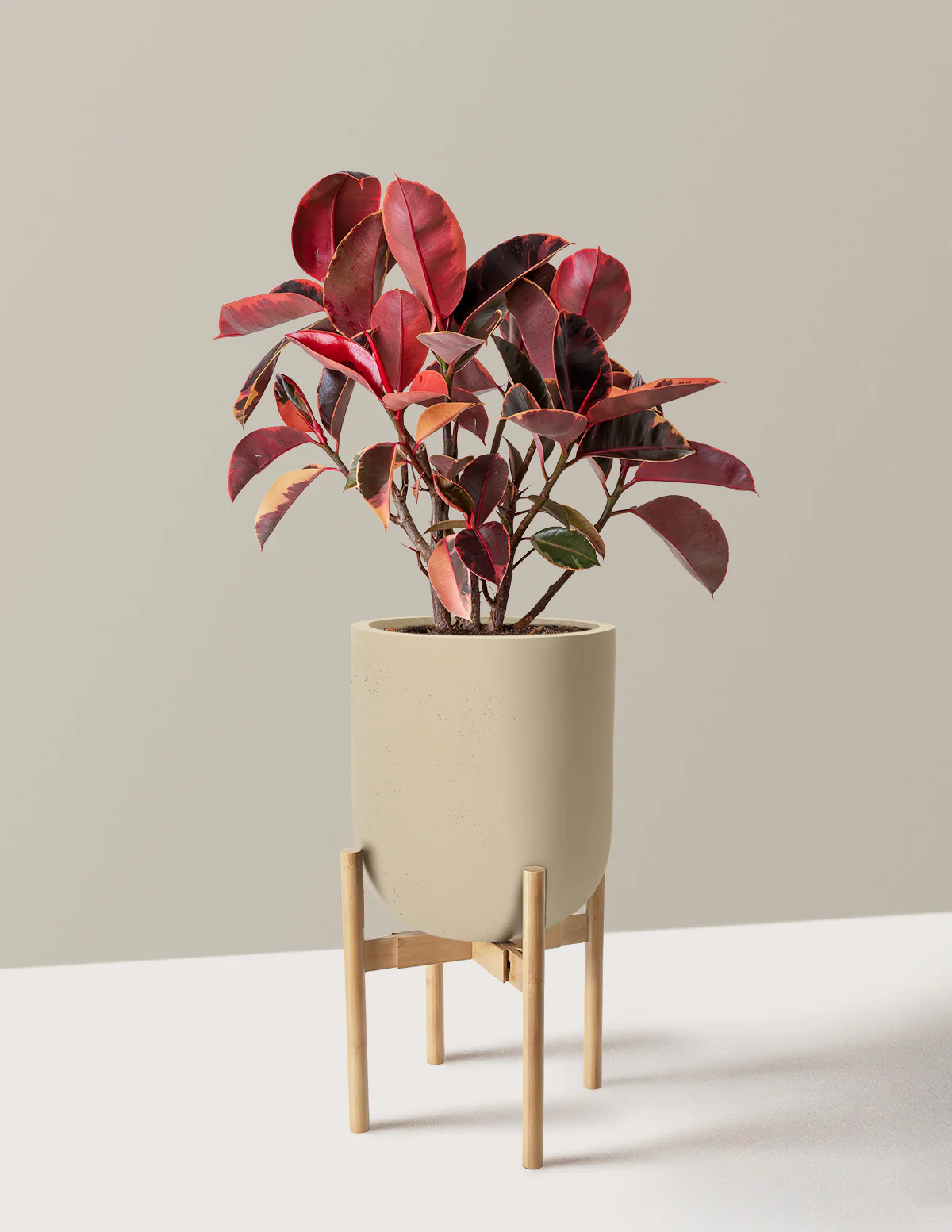 Ficus Ruby - Image 53