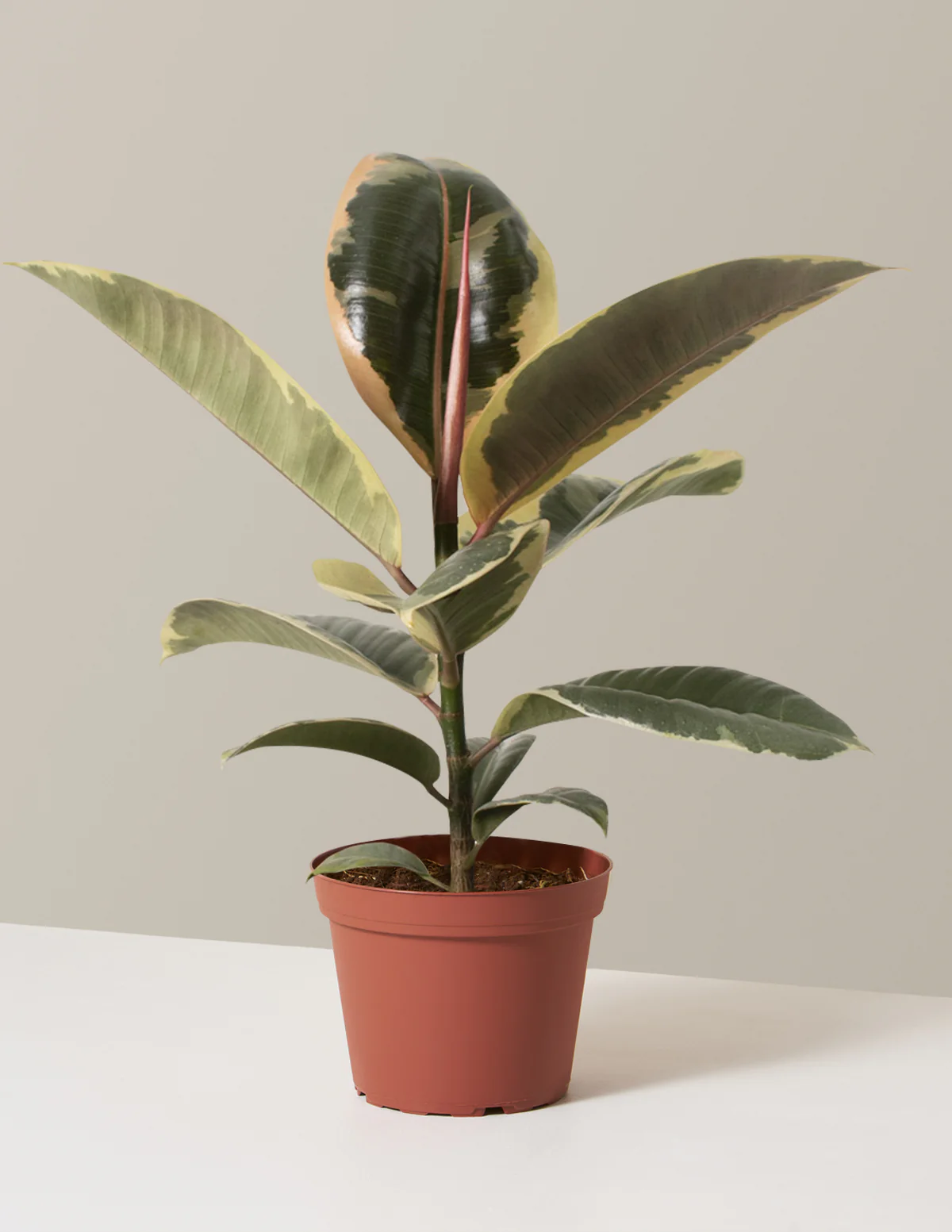 Ficus Tineke Bush - Image 25