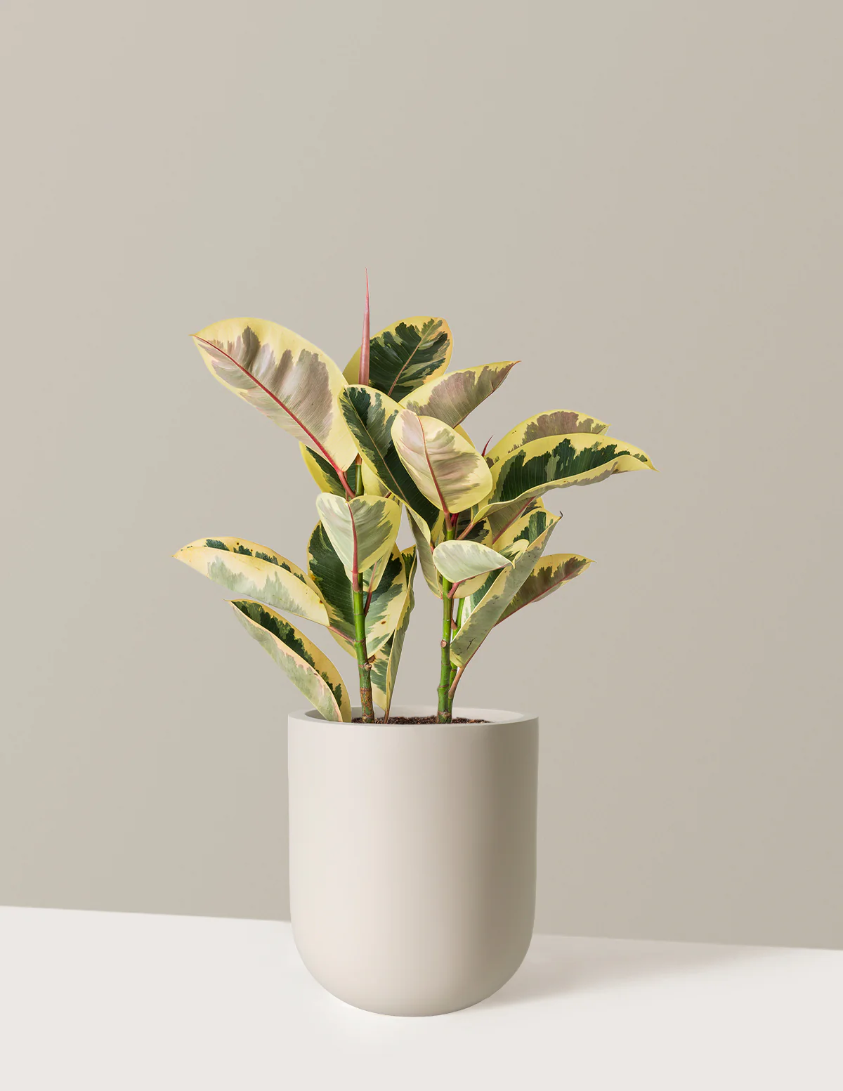 Ficus Tineke Bush - Image 29