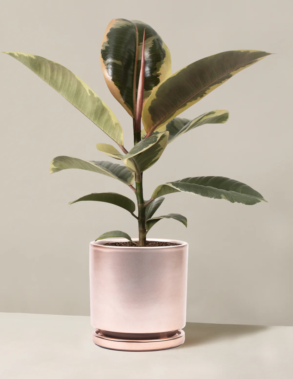 Ficus Tineke Bush - Image 32