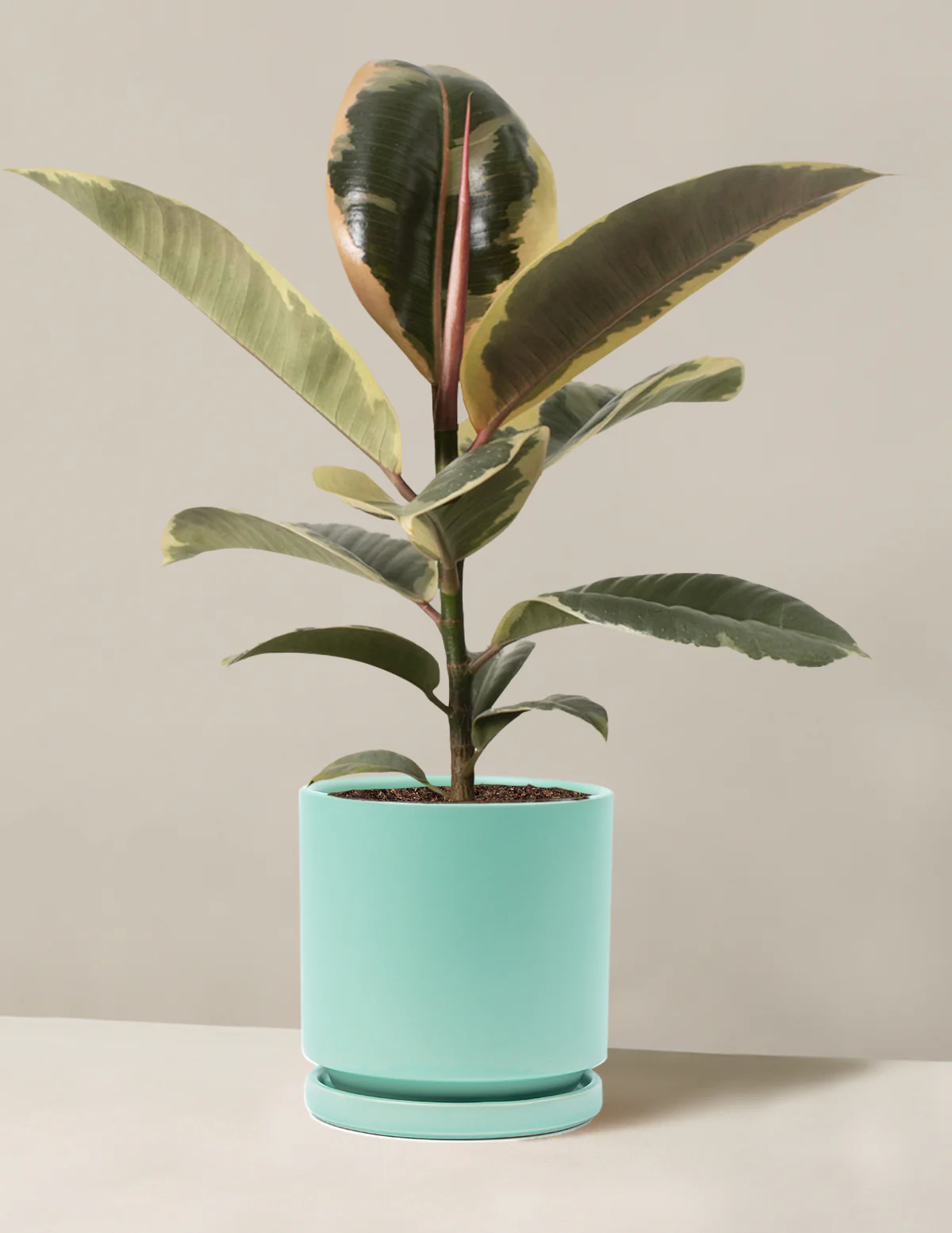 Ficus Tineke Bush - Image 33