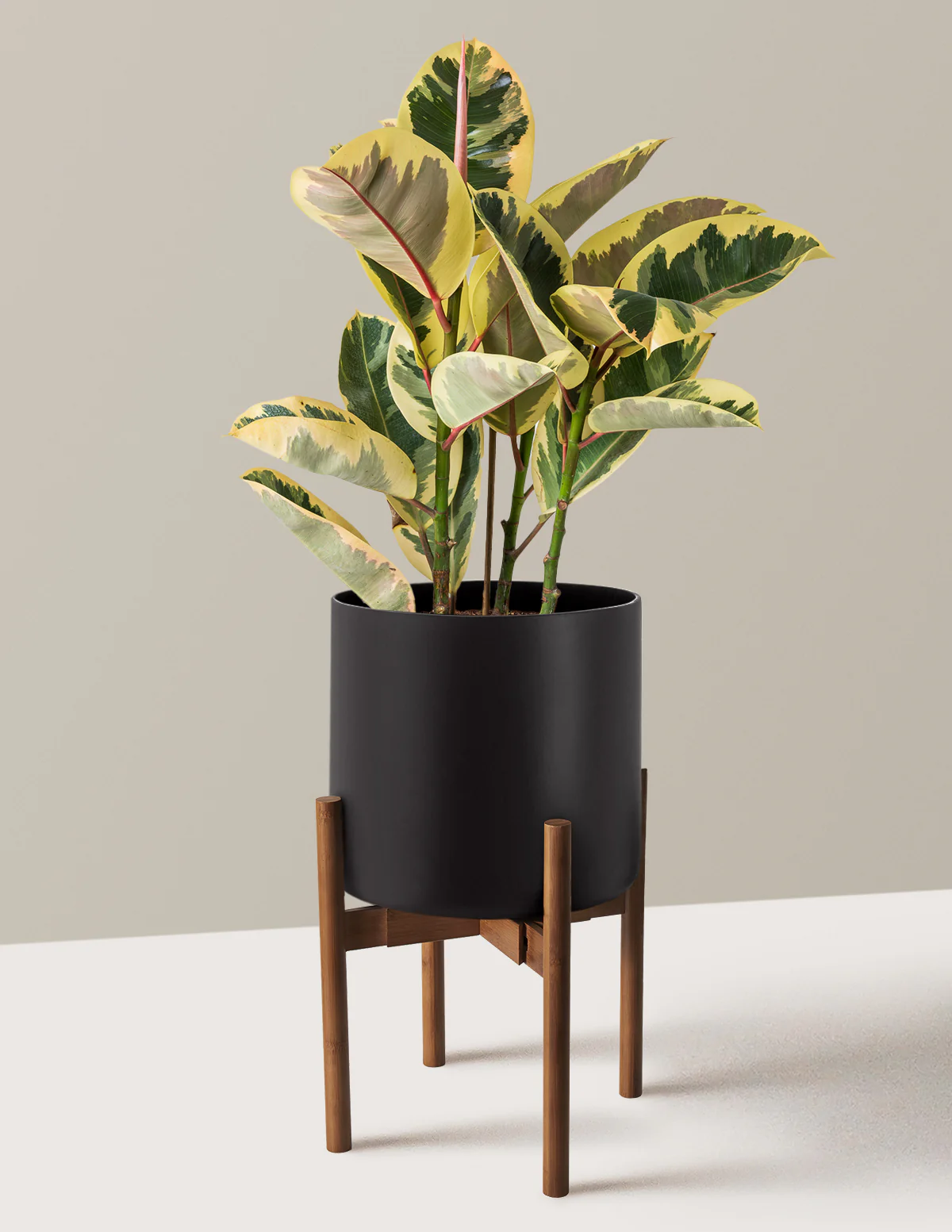 Ficus Tineke Bush - Image 35
