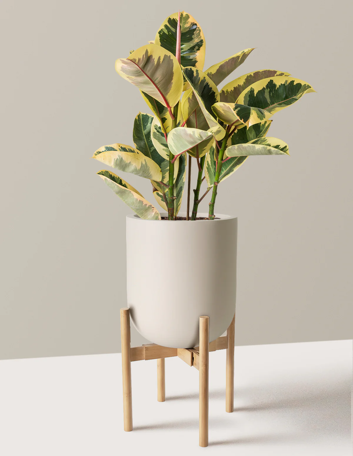Ficus Tineke Bush - Image 41
