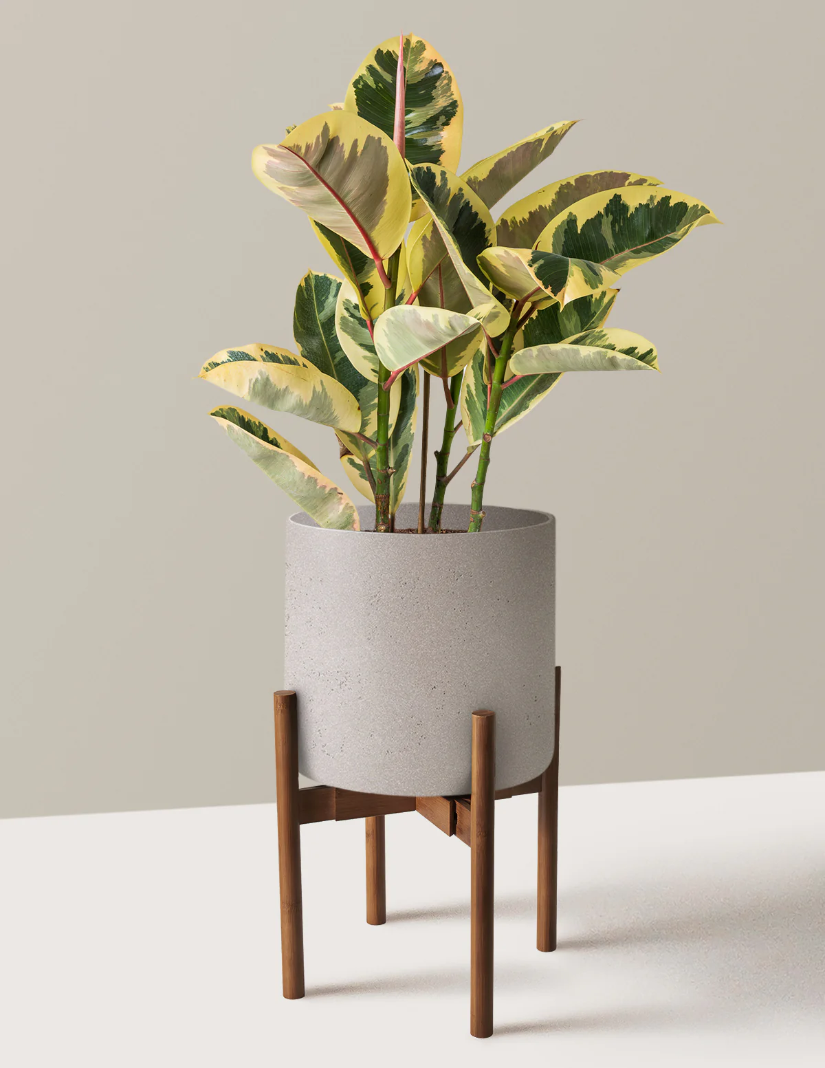 Ficus Tineke Bush - Image 43