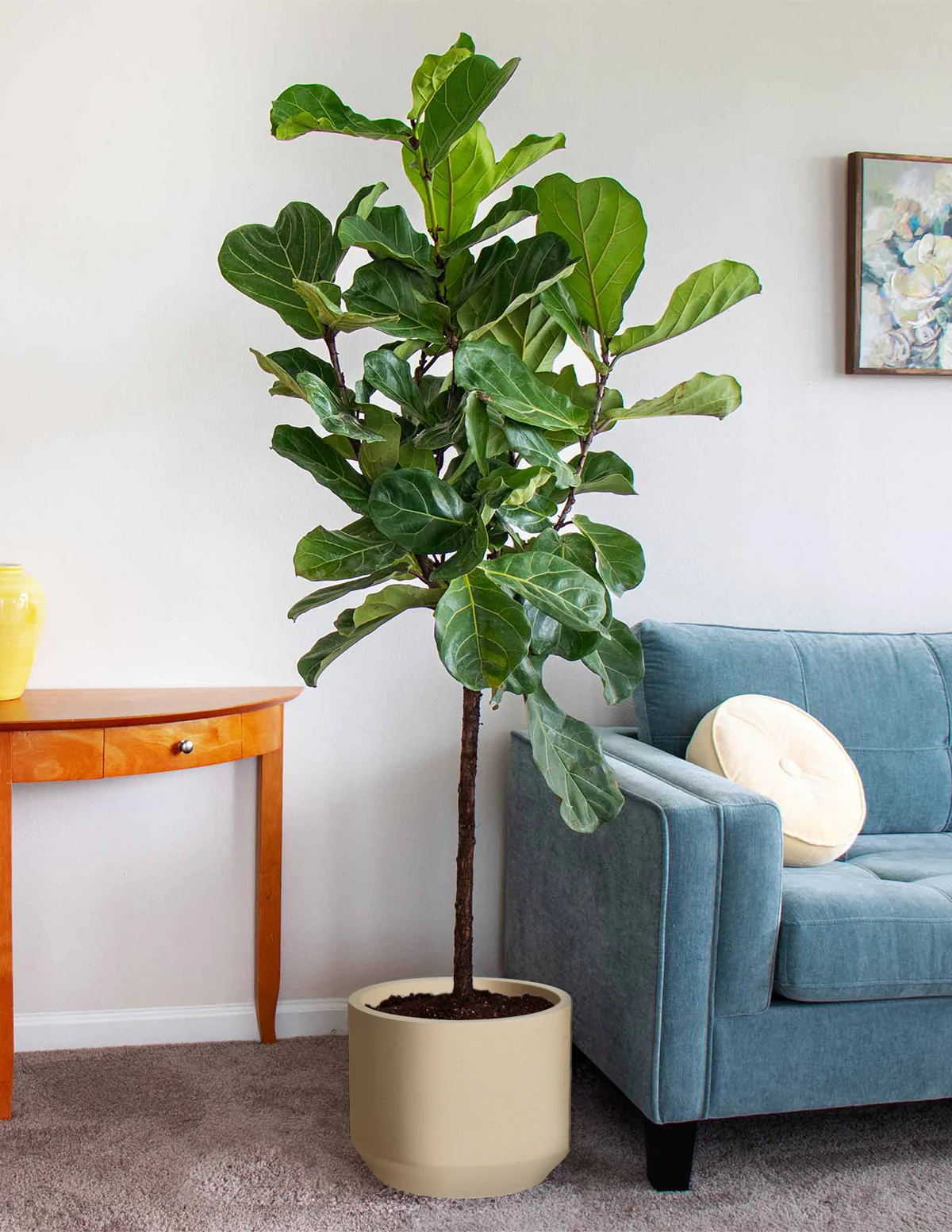 Fiddle Leaf Fig - Image 44