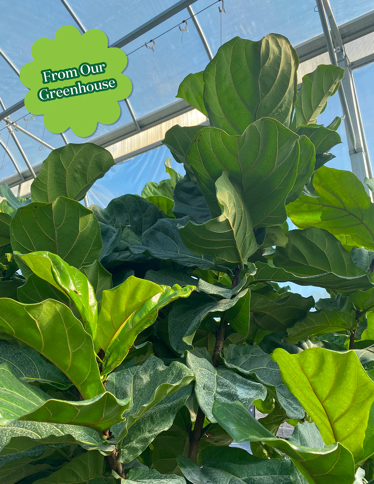 Fiddle Leaf Fig - Image 6