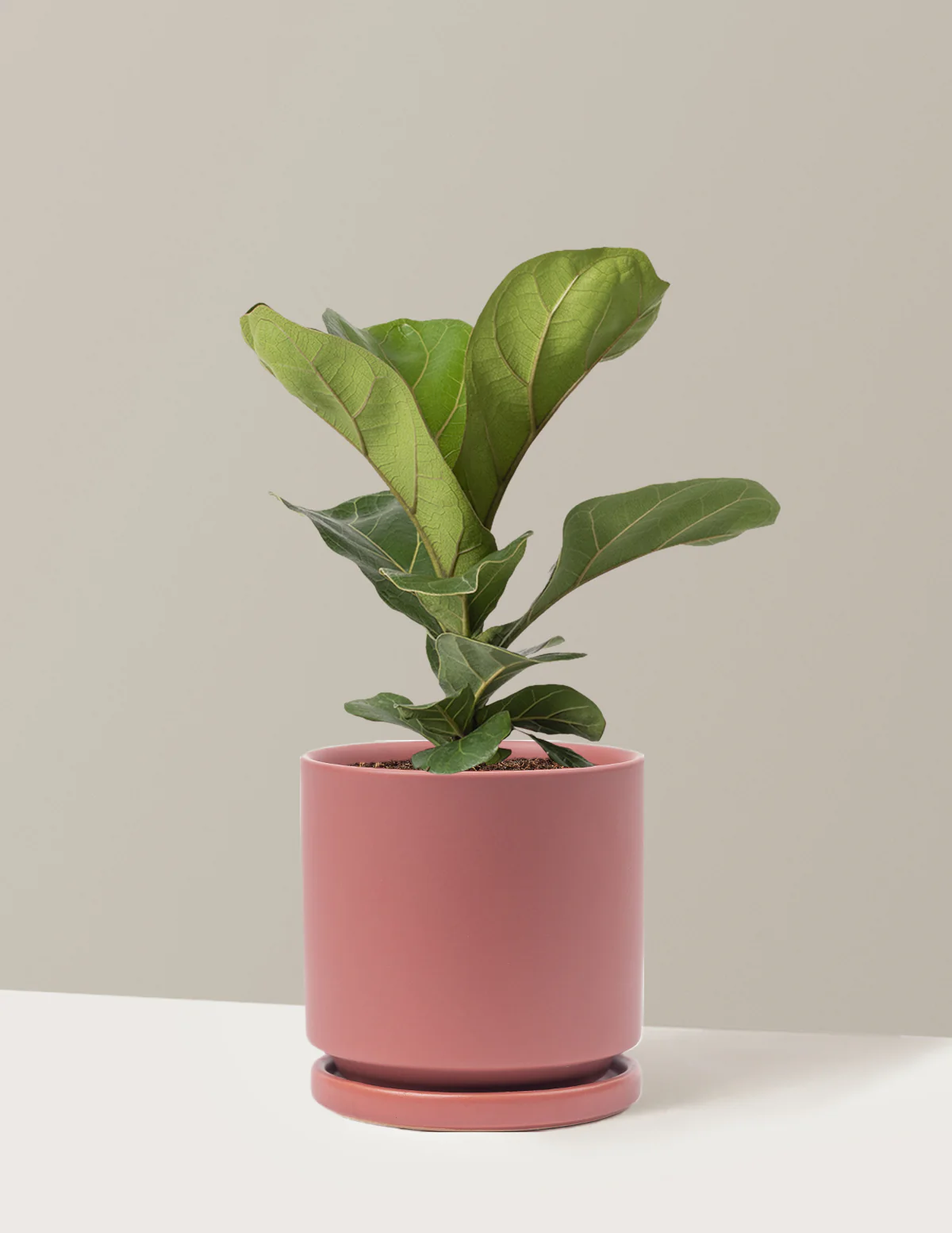 Fiddle Leaf Fig Bush - Image 10