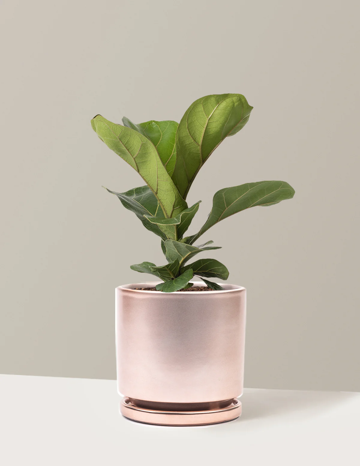 Fiddle Leaf Fig Bush - Image 11