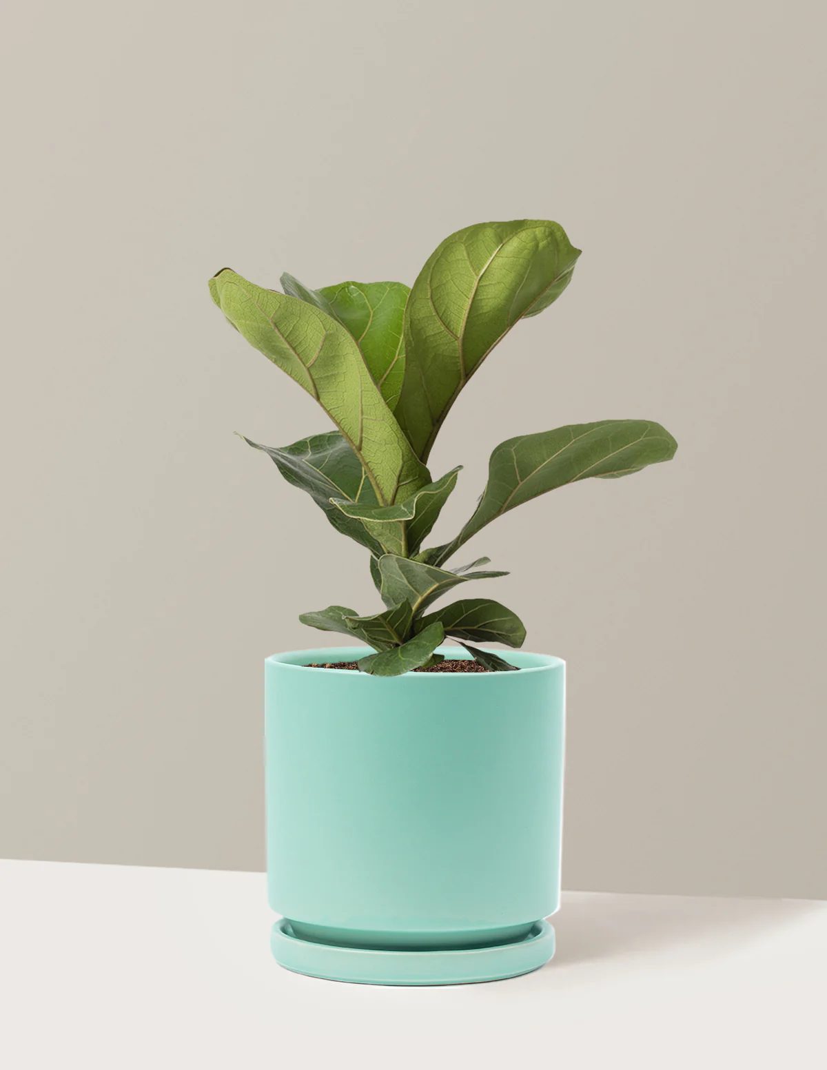 Fiddle Leaf Fig Bush - Image 12