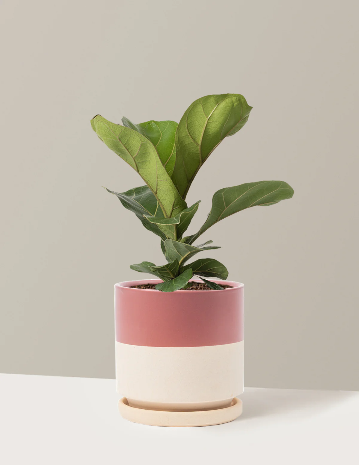 Fiddle Leaf Fig Bush - Image 13