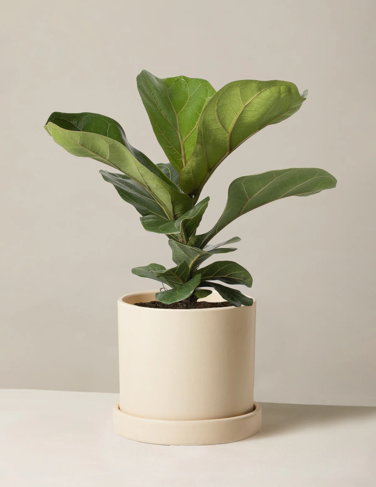 Fiddle Leaf Fig Bush - Image 14