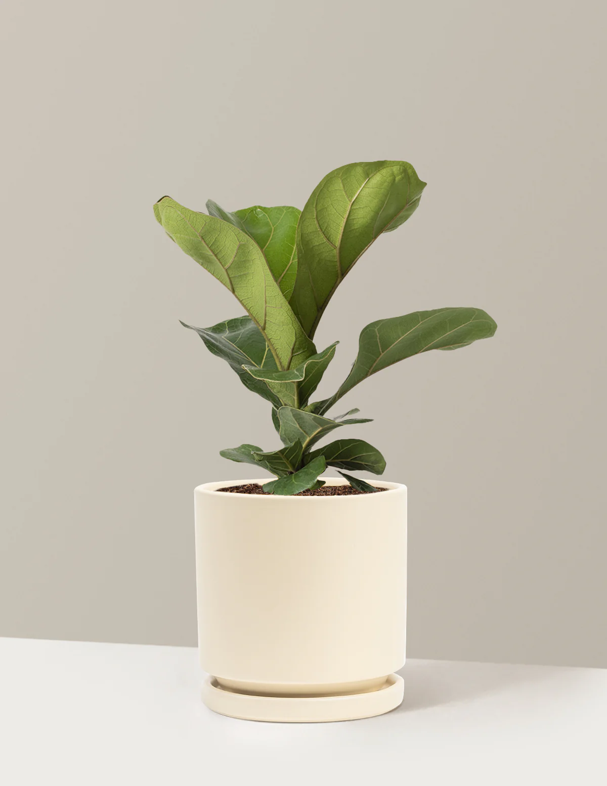 Fiddle Leaf Fig Bush - Image 15