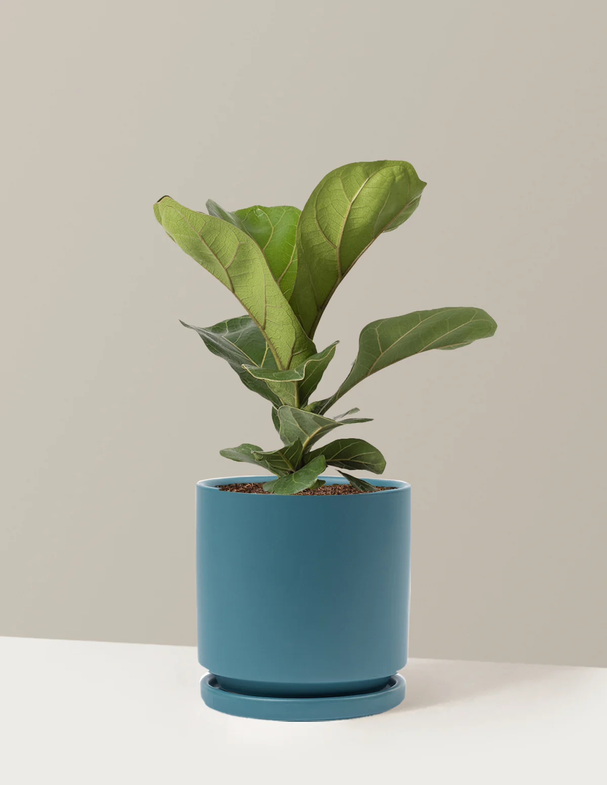 Fiddle Leaf Fig Bush - Image 16