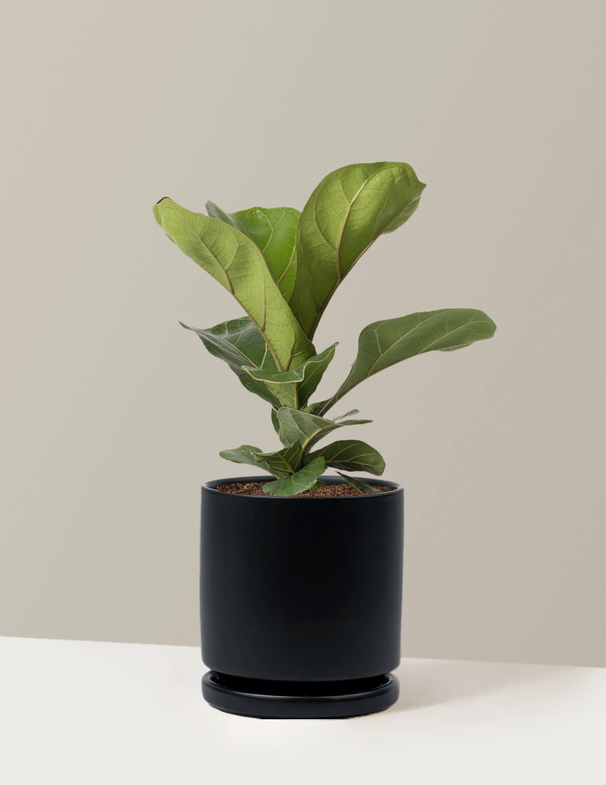 Fiddle Leaf Fig Bush - Image 17