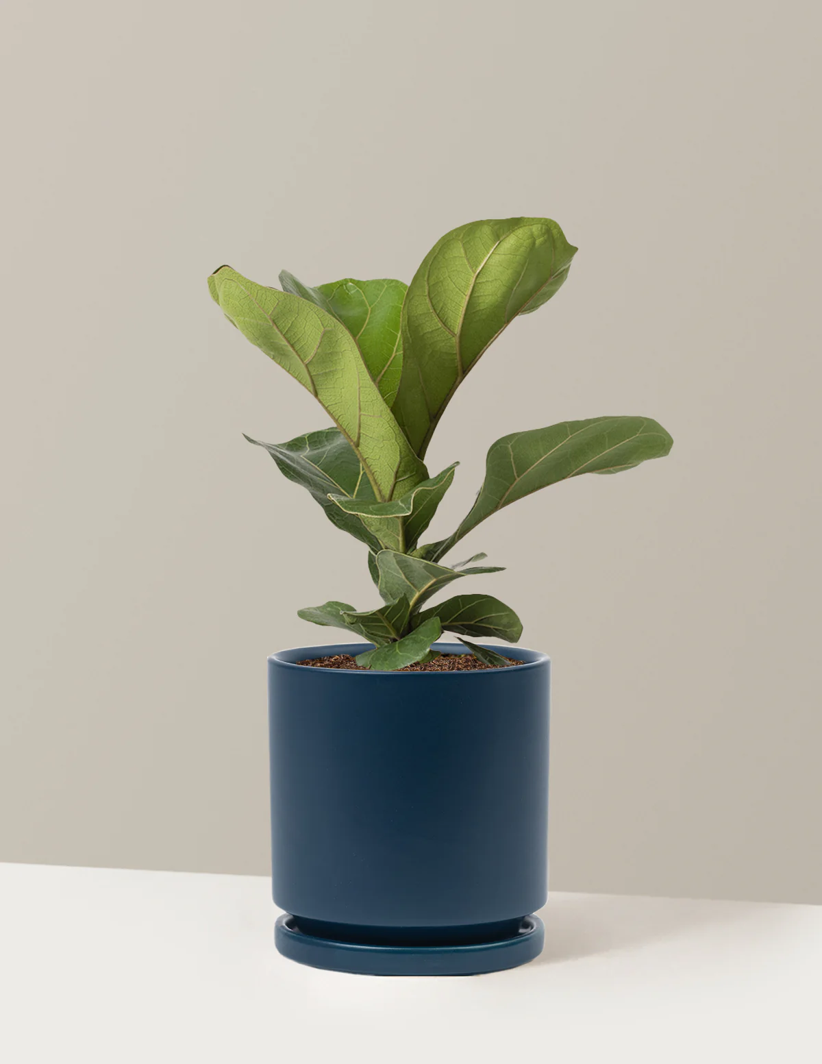 Fiddle Leaf Fig Bush - Image 18