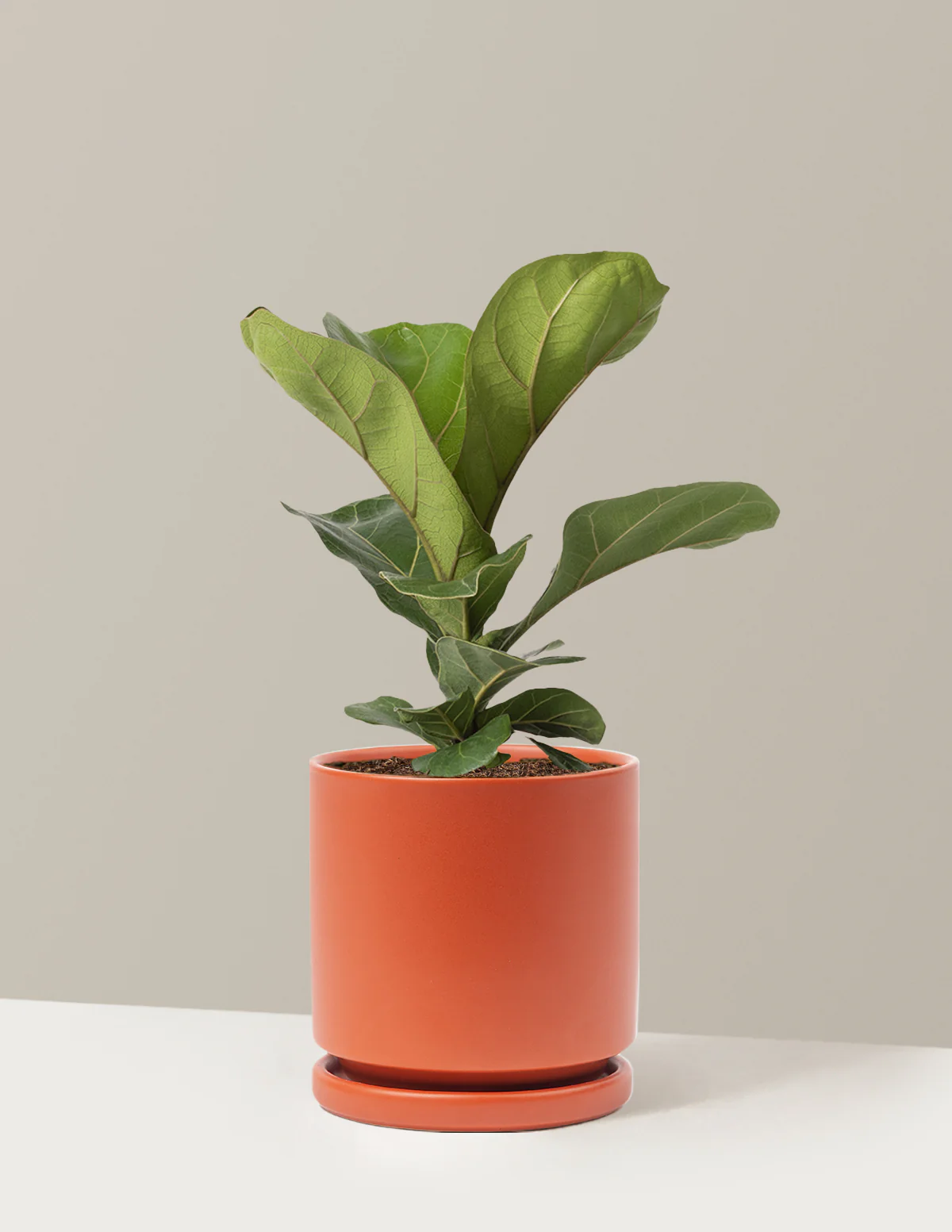Fiddle Leaf Fig Bush - Image 19
