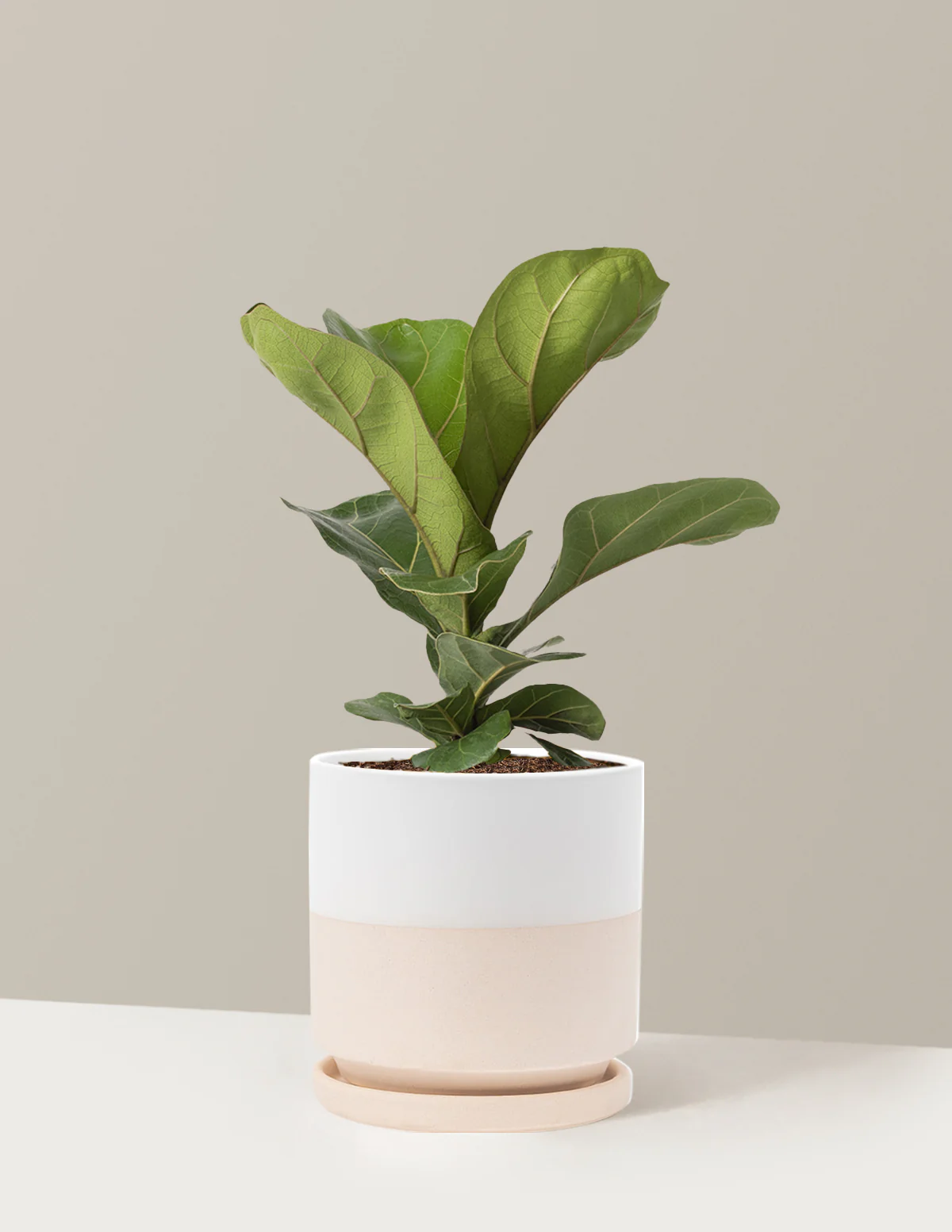 Fiddle Leaf Fig Bush - Image 20