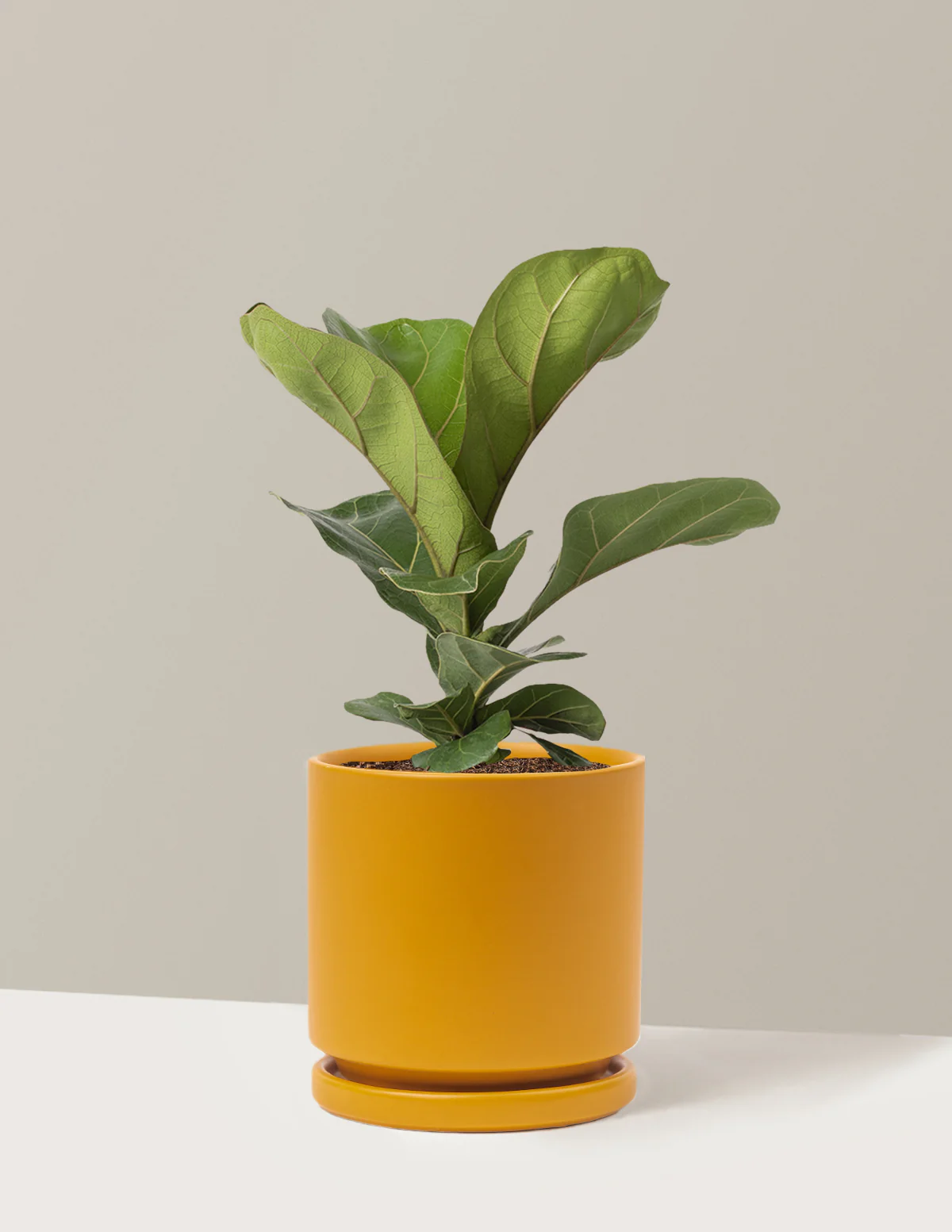 Fiddle Leaf Fig Bush - Image 21