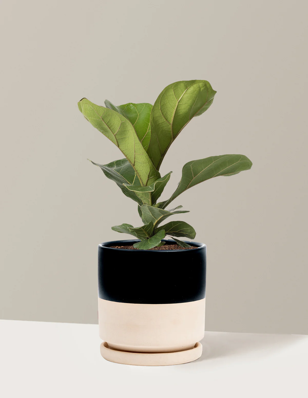 Fiddle Leaf Fig Bush - Image 22