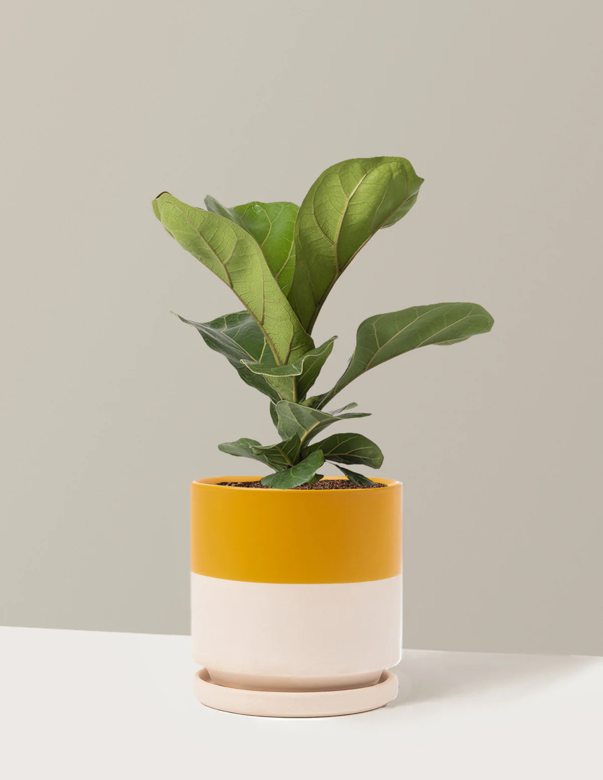 Fiddle Leaf Fig Bush - Image 23