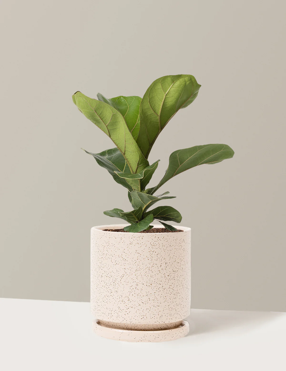 Fiddle Leaf Fig Bush - Image 24