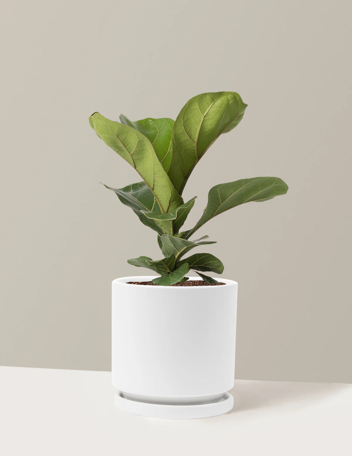 Fiddle Leaf Fig Bush - Image 25