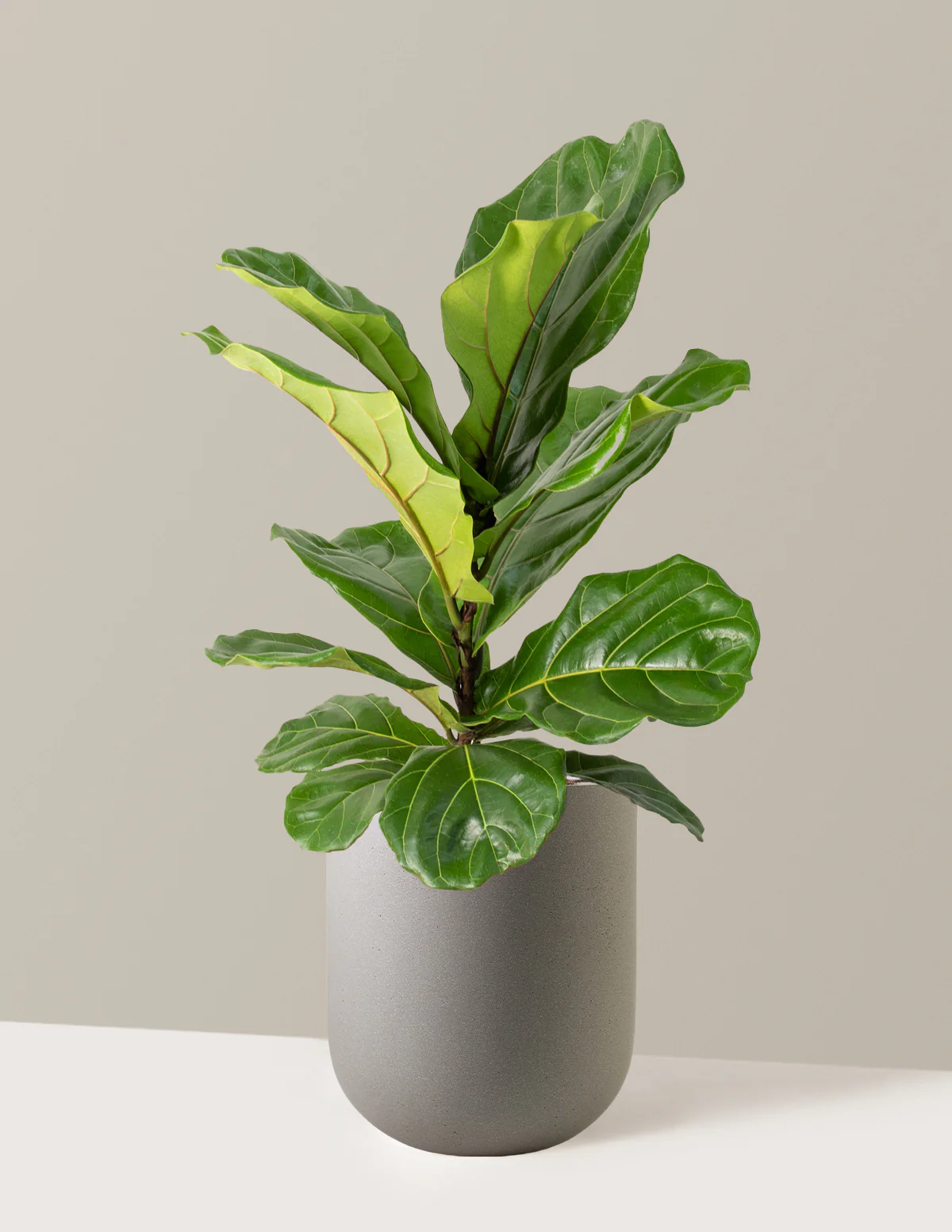 Fiddle Leaf Fig Bush - Image 26