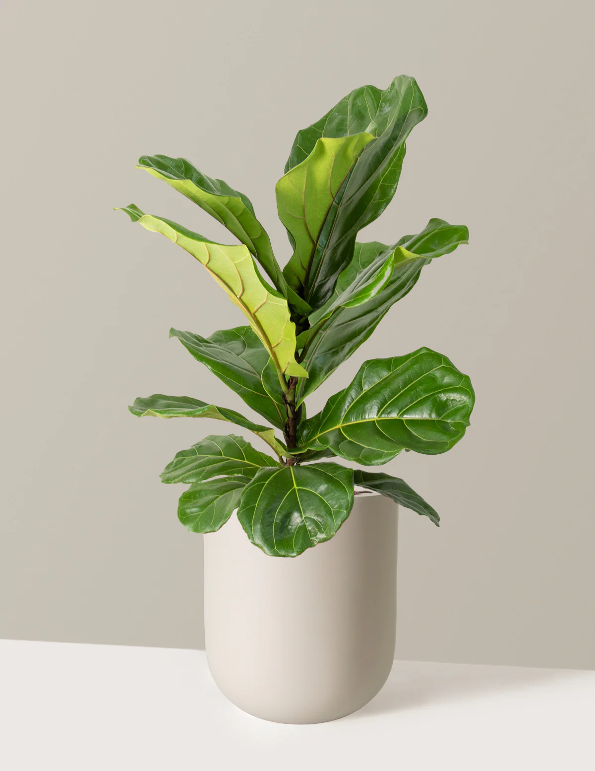 Fiddle Leaf Fig Bush - Image 27