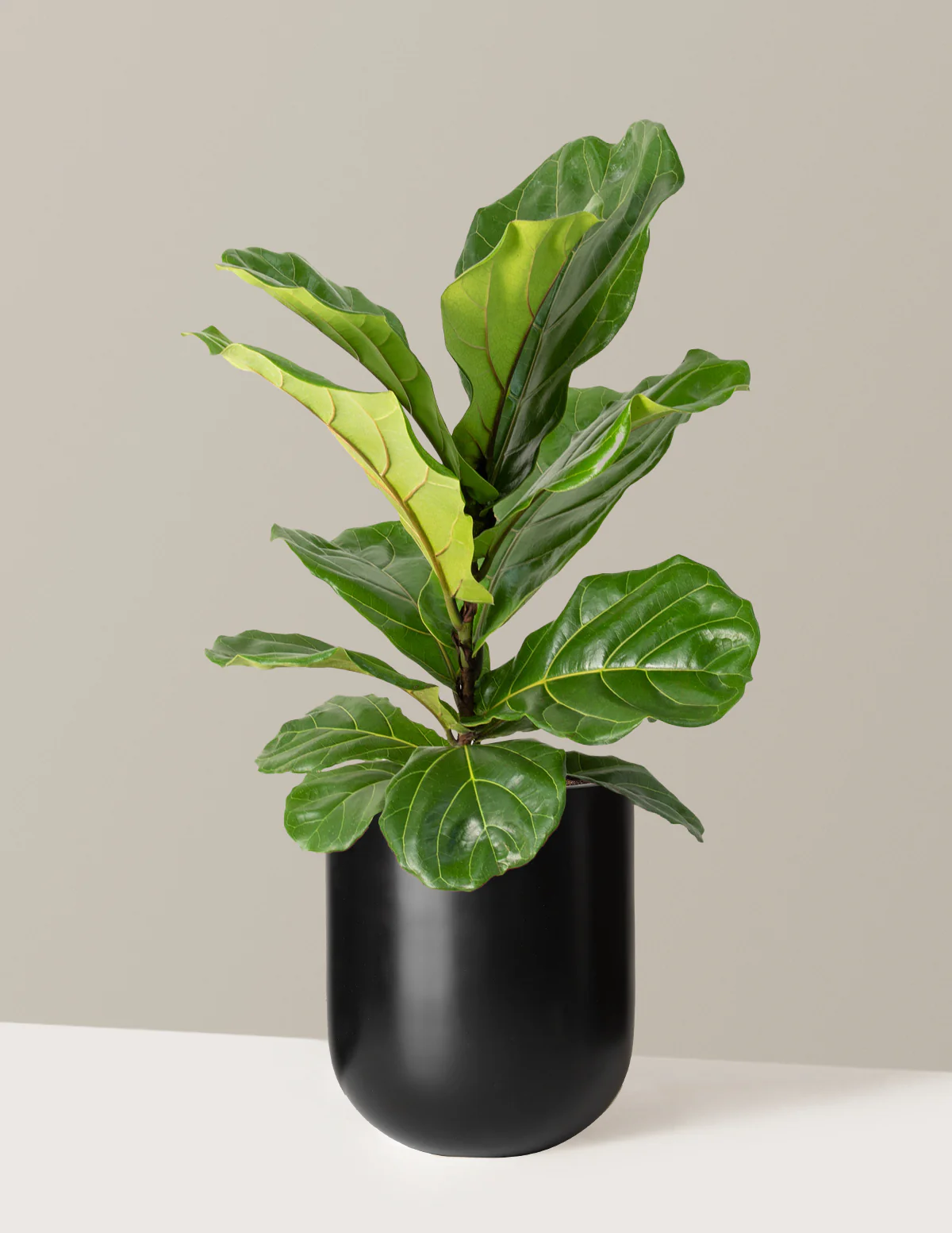 Fiddle Leaf Fig Bush - Image 28