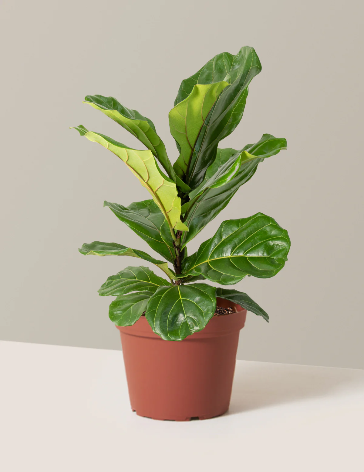 Fiddle Leaf Fig Bush - Image 29