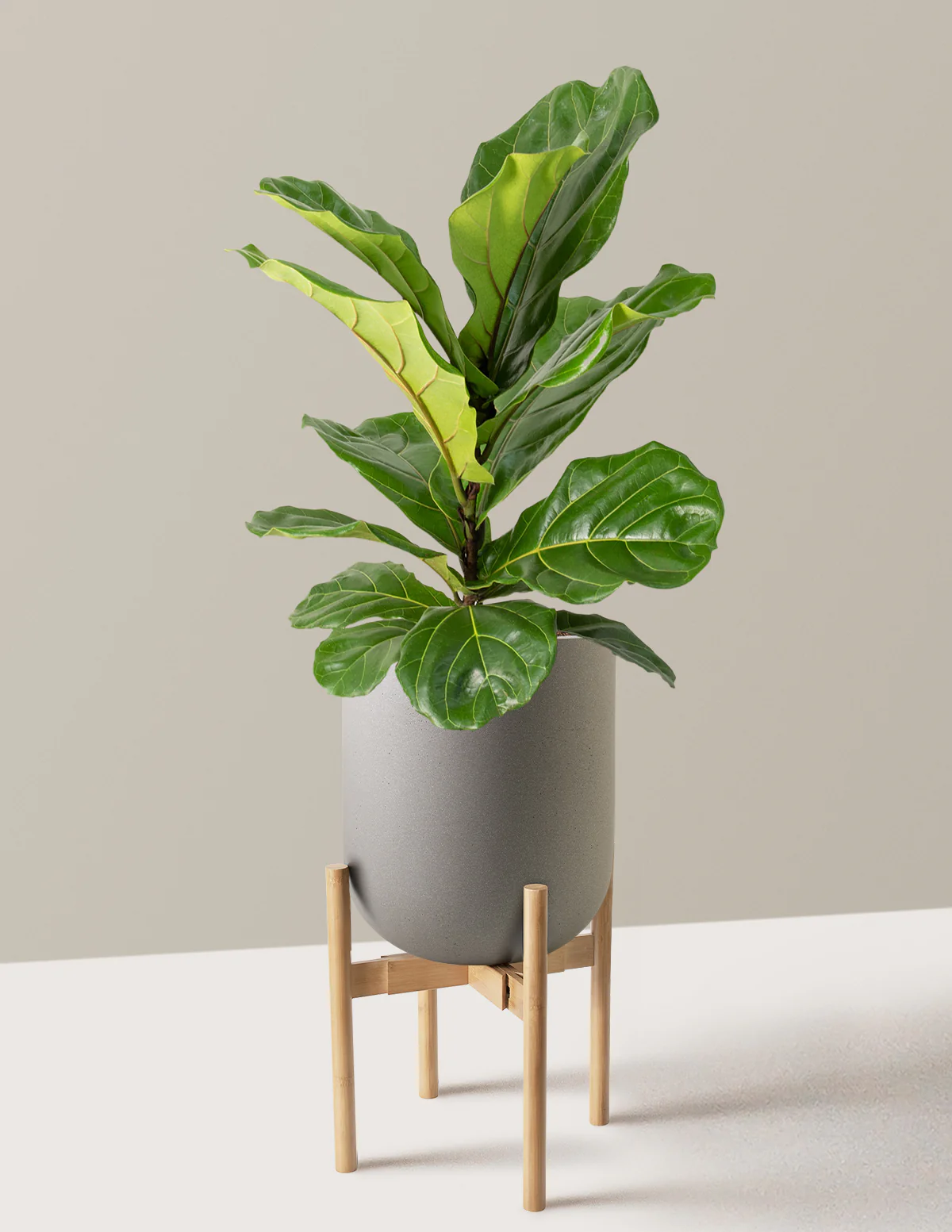 Fiddle Leaf Fig Bush - Image 3