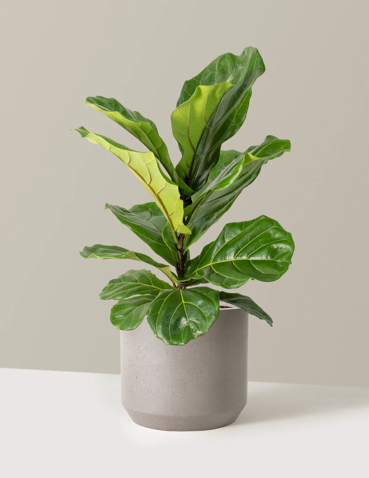 Fiddle Leaf Fig Bush - Image 30