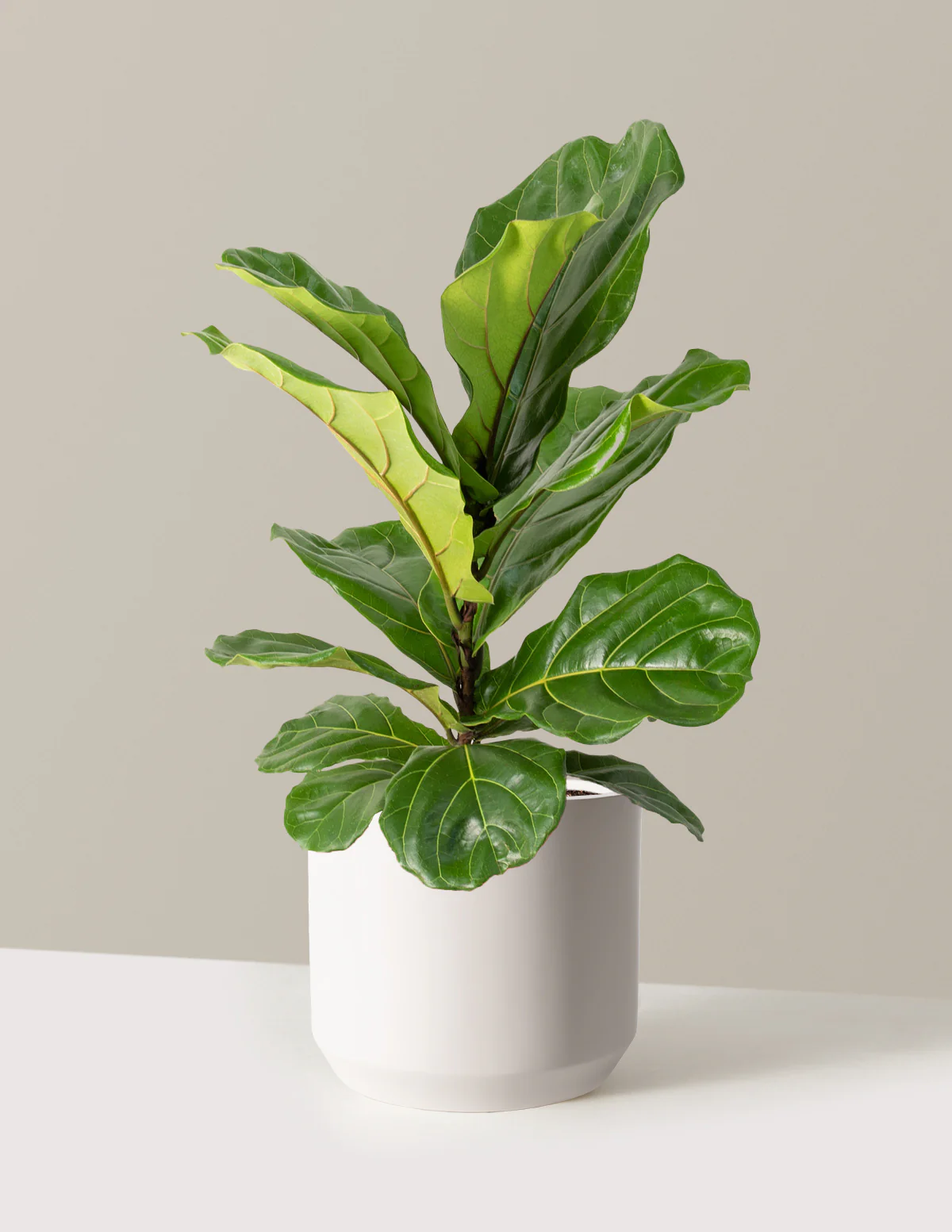 Fiddle Leaf Fig Bush - Image 31