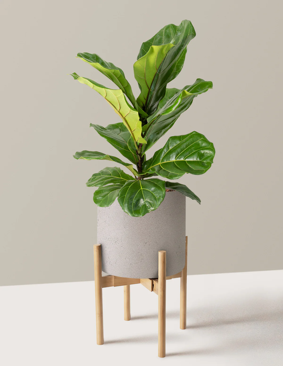 Fiddle Leaf Fig Bush - Image 33