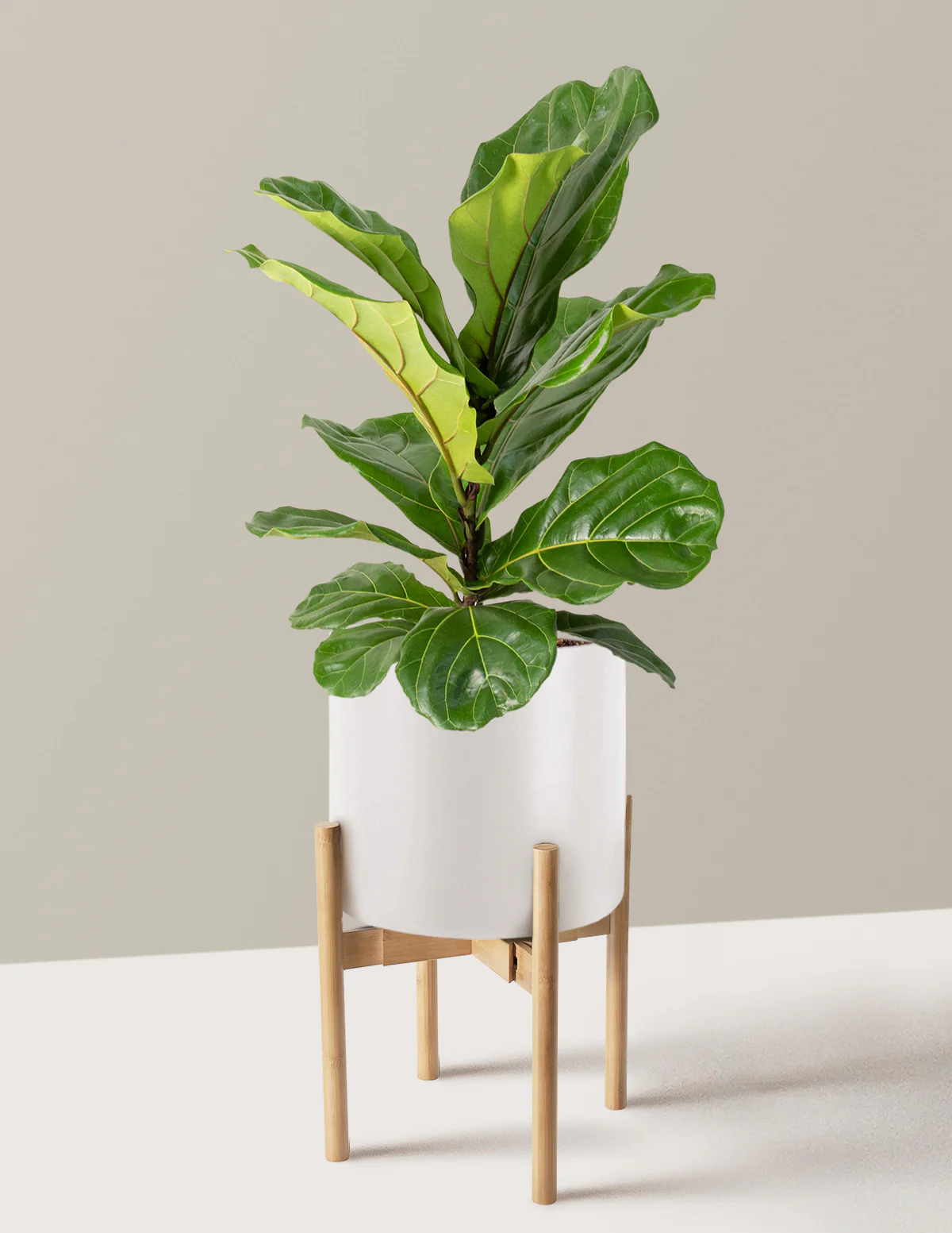Fiddle Leaf Fig Bush - Image 34