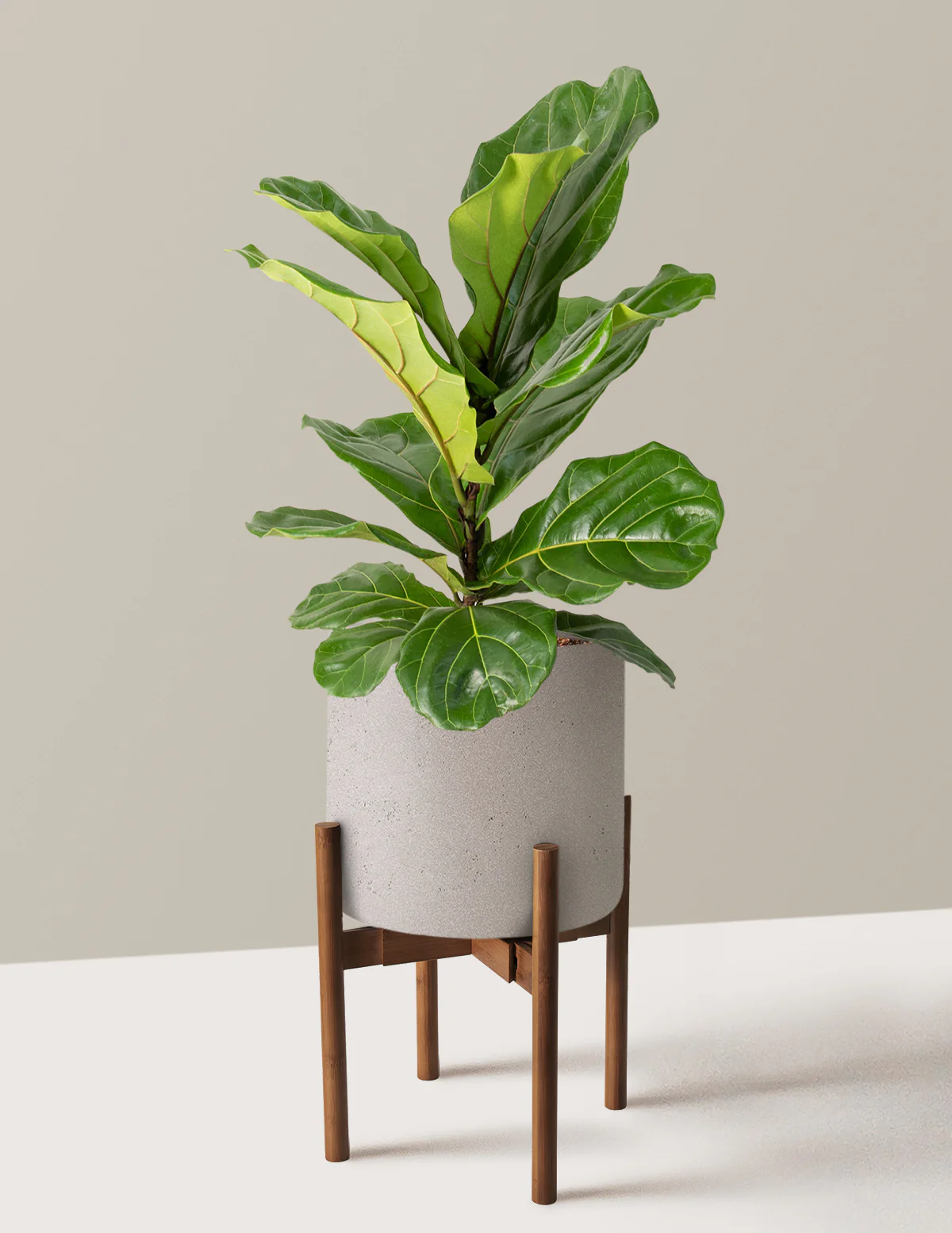Fiddle Leaf Fig Bush - Image 36