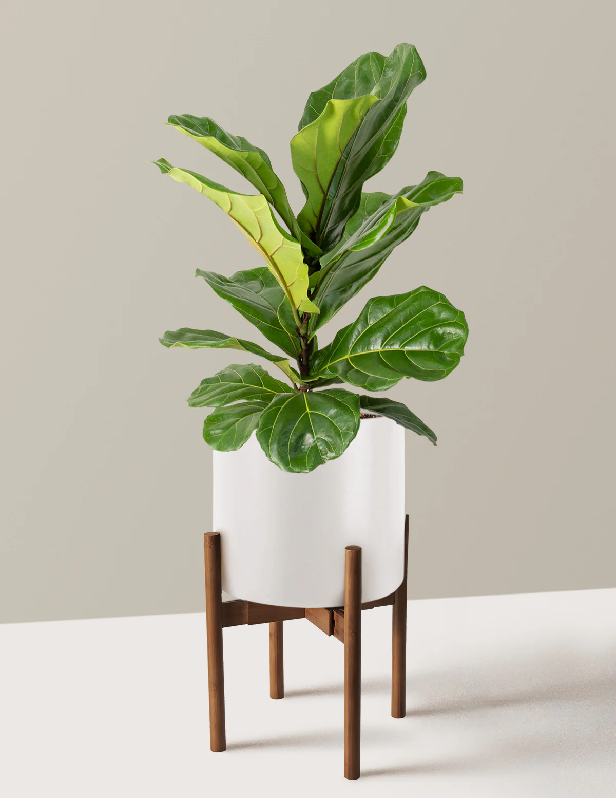 Fiddle Leaf Fig Bush - Image 37