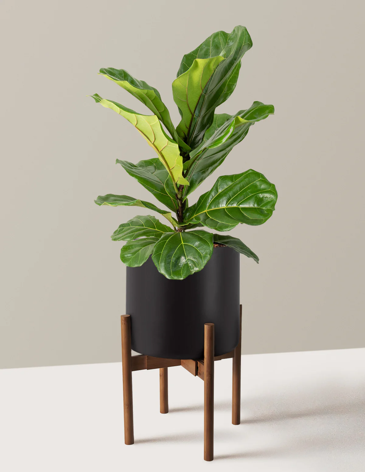 Fiddle Leaf Fig Bush - Image 38