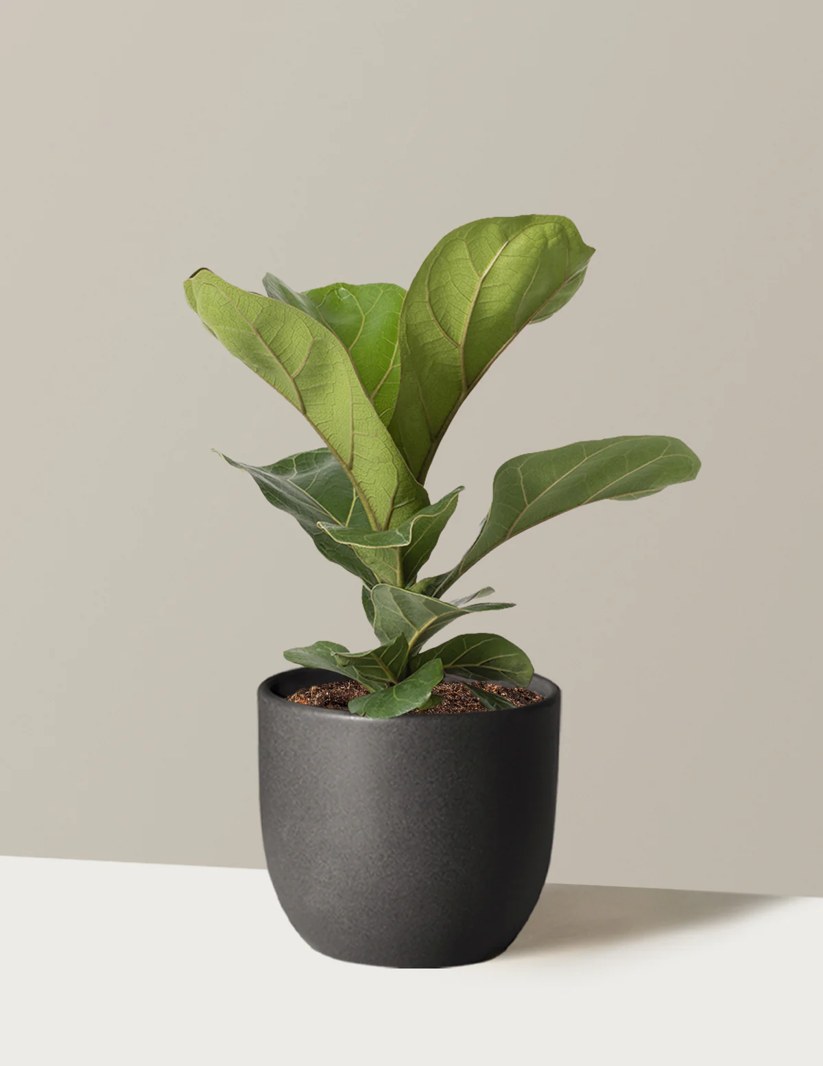 Fiddle Leaf Fig Bush - Image 4
