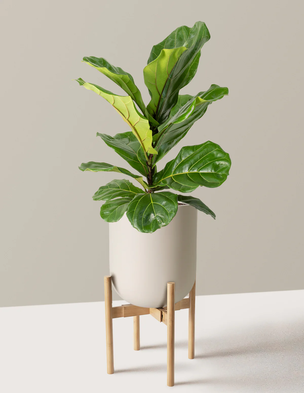 Fiddle Leaf Fig Bush - Image 40