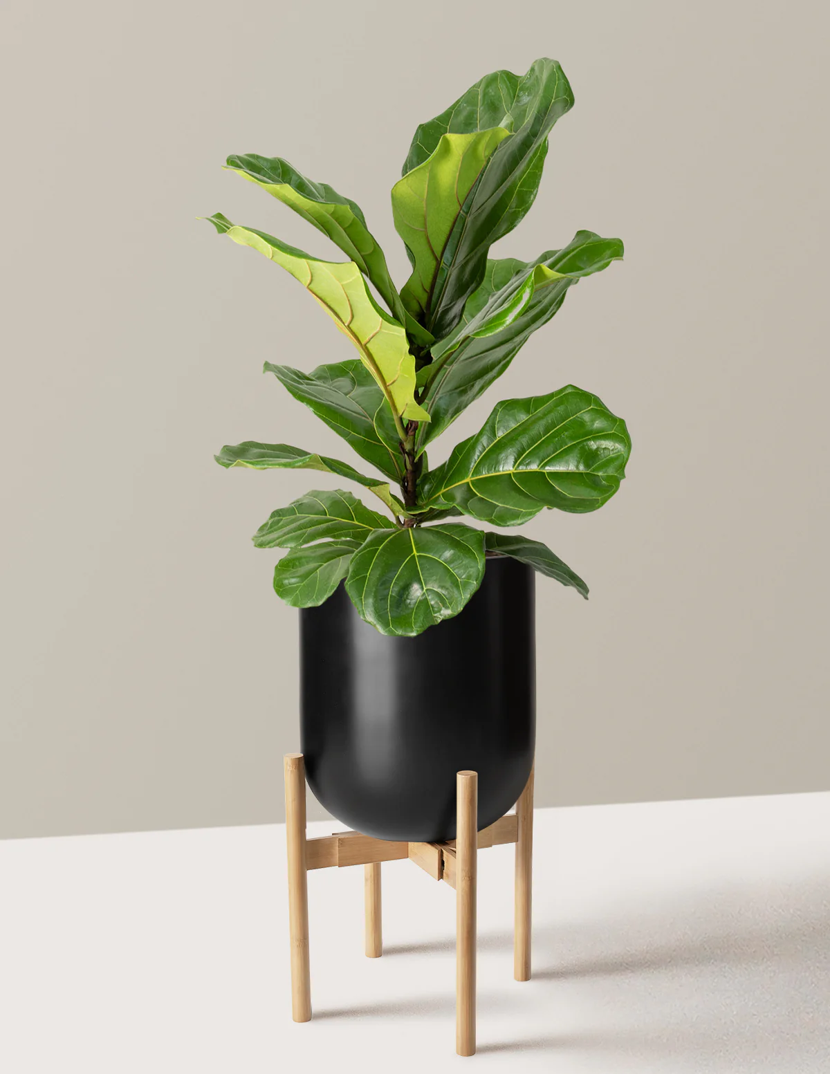 Fiddle Leaf Fig Bush - Image 41