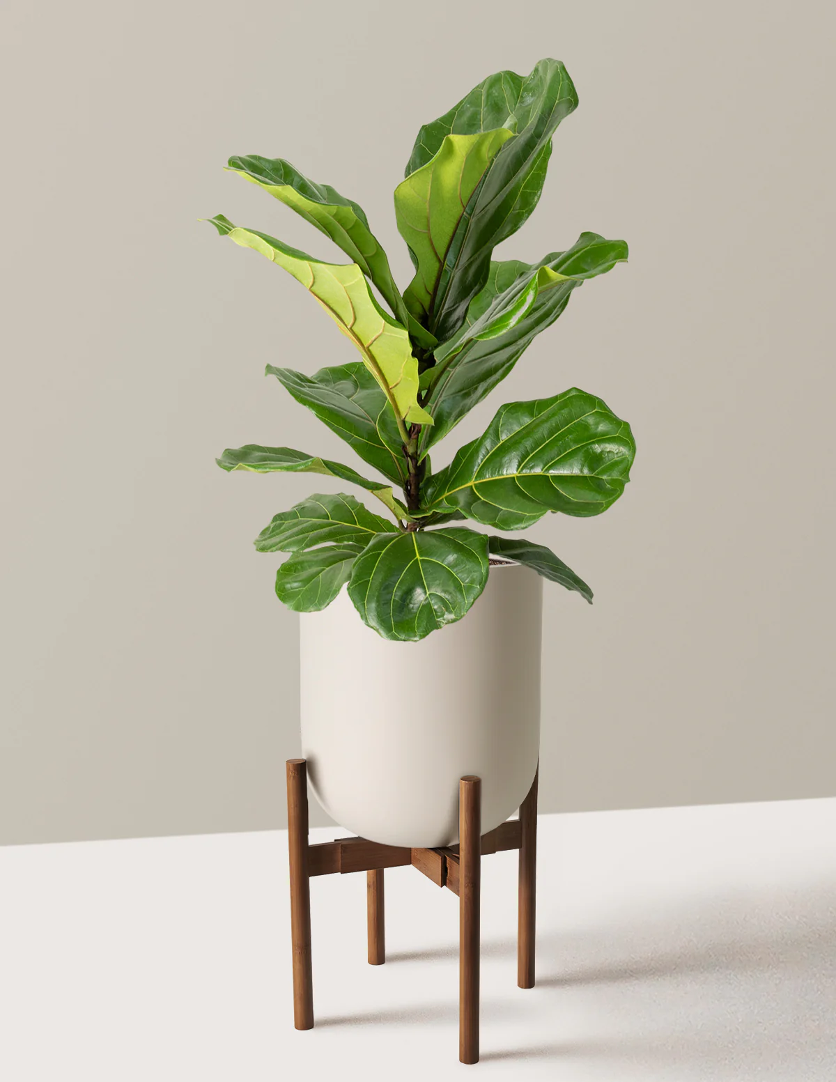 Fiddle Leaf Fig Bush - Image 42