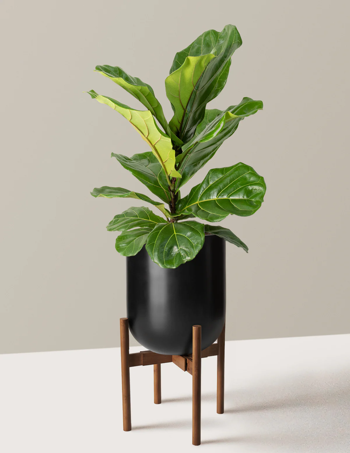 Fiddle Leaf Fig Bush - Image 43