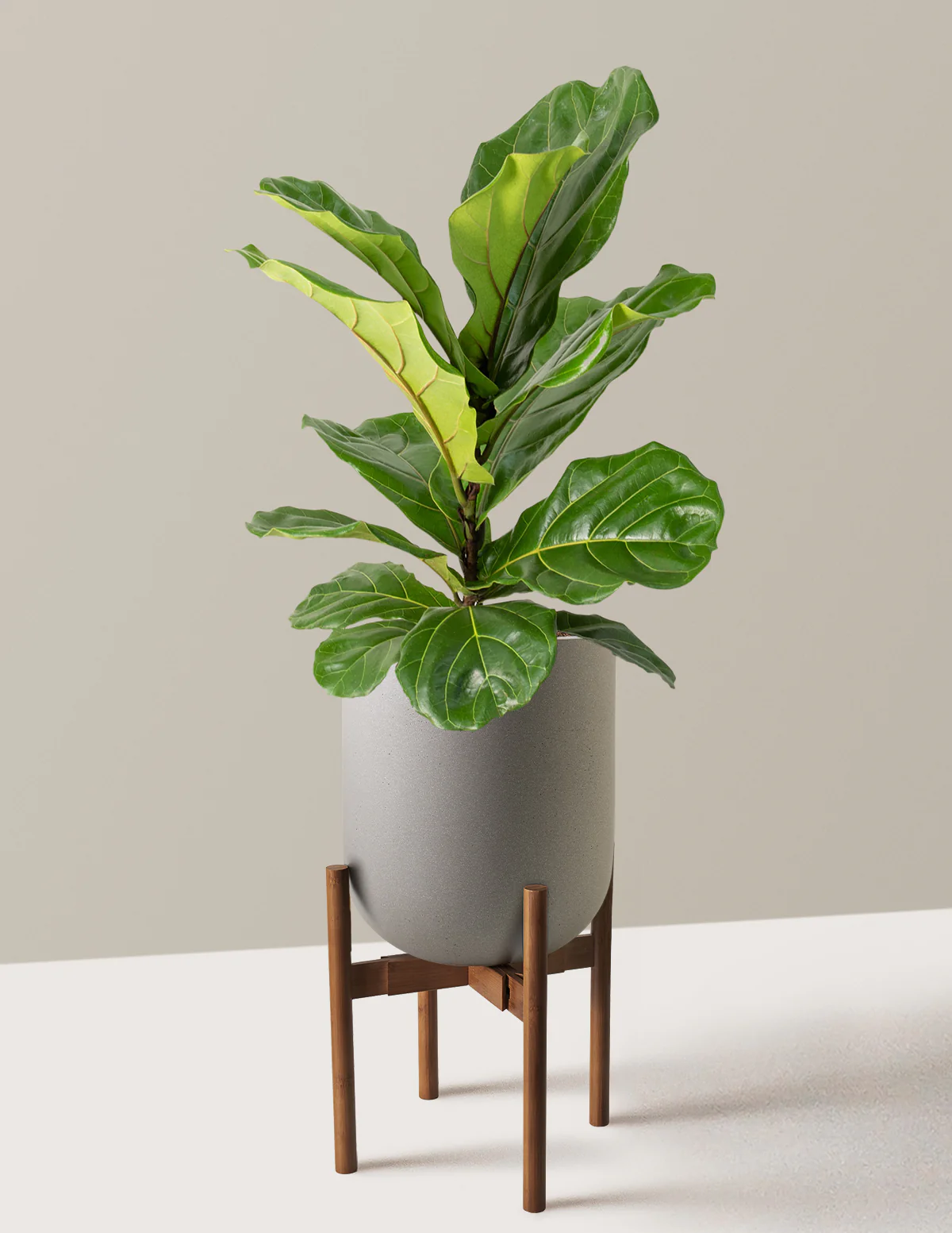 Fiddle Leaf Fig Bush - Image 44