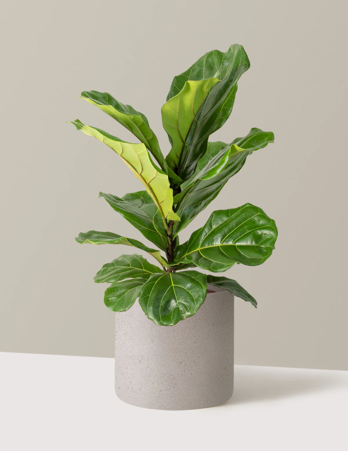 Fiddle Leaf Fig Bush - Image 45