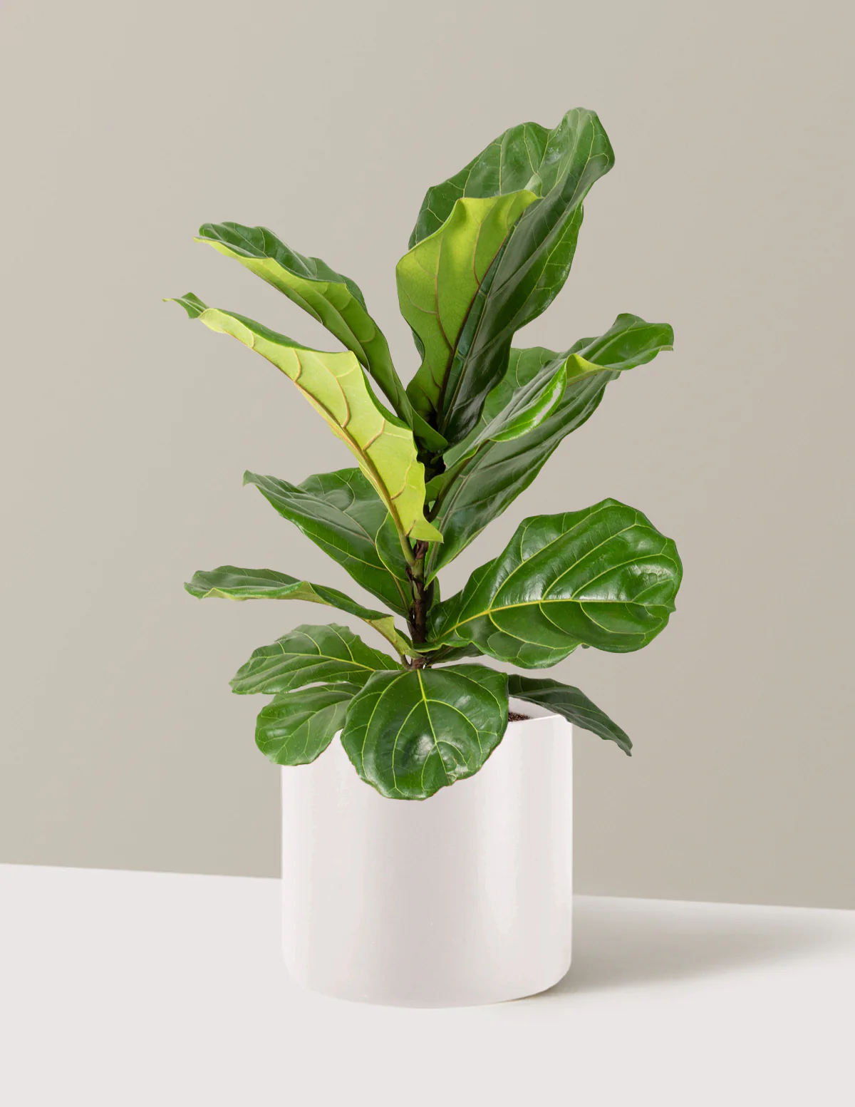 Fiddle Leaf Fig Bush - Image 46