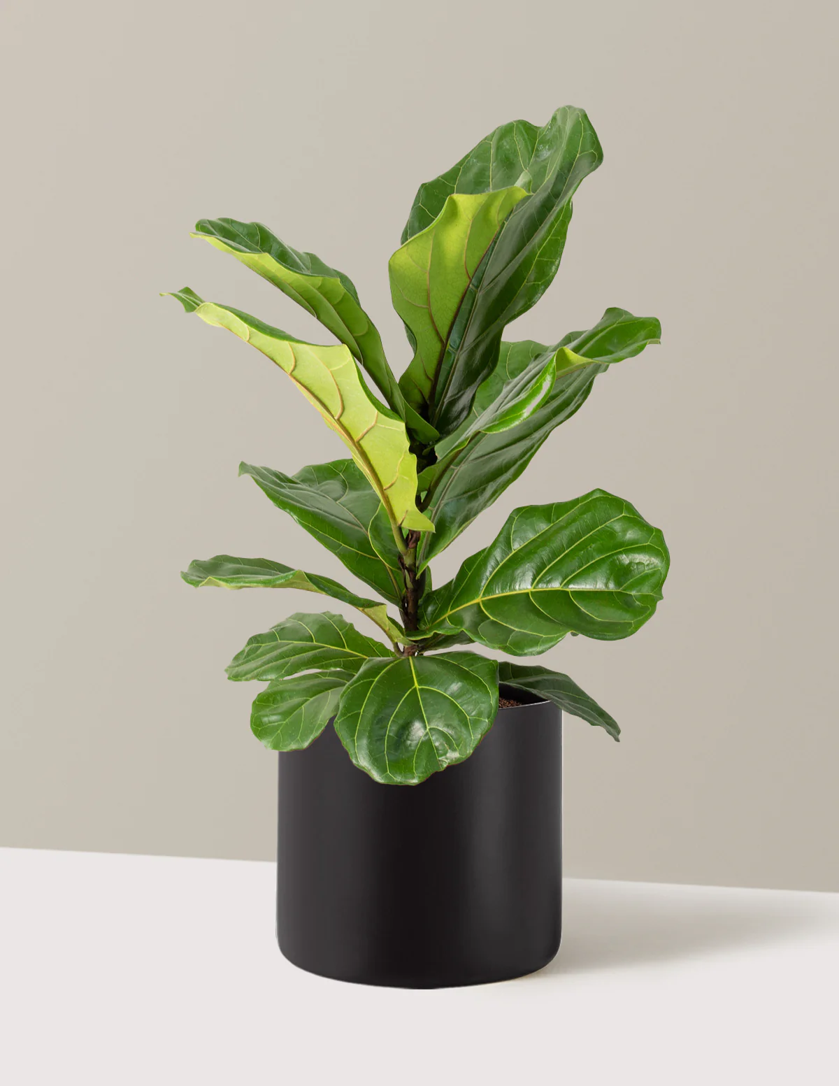 Fiddle Leaf Fig Bush - Image 47