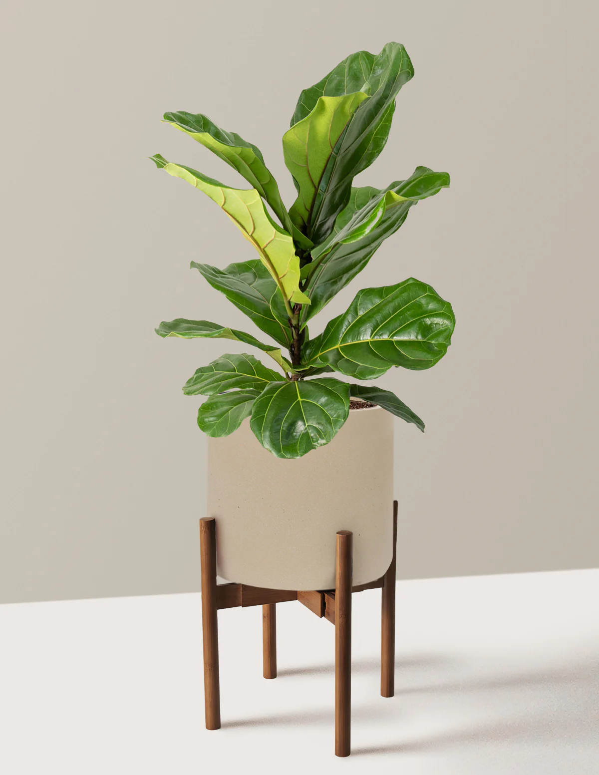 Fiddle Leaf Fig Bush - Image 48