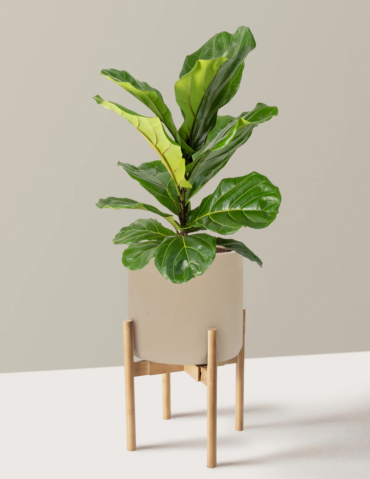 Fiddle Leaf Fig Bush - Image 49